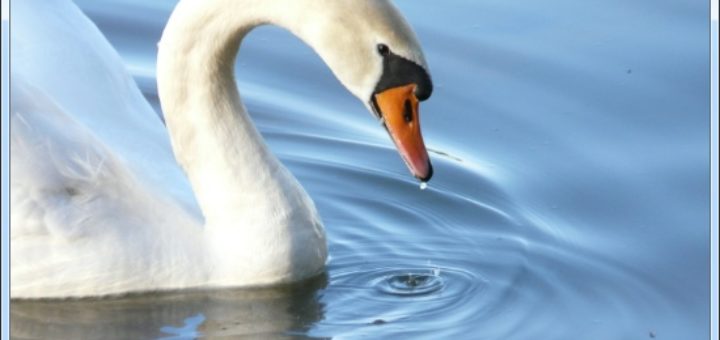 Aplikacja zdjęć Windows 10